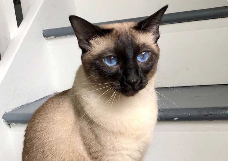 Carousel Slide 2: Cat veterinary care